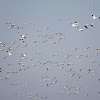 Snow Geese