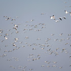 Snow Geese