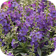 Download Angelonia (Summer Snapdragon) Wallpaper + Bonus For PC Windows and Mac