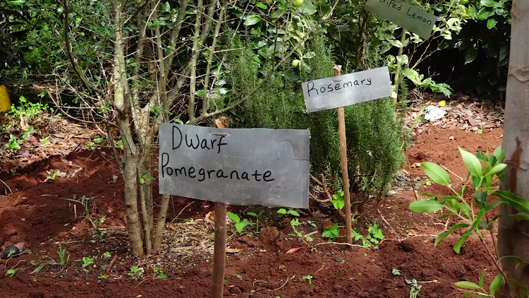 Some of organic herbs and fruits grown in Wakas farm.