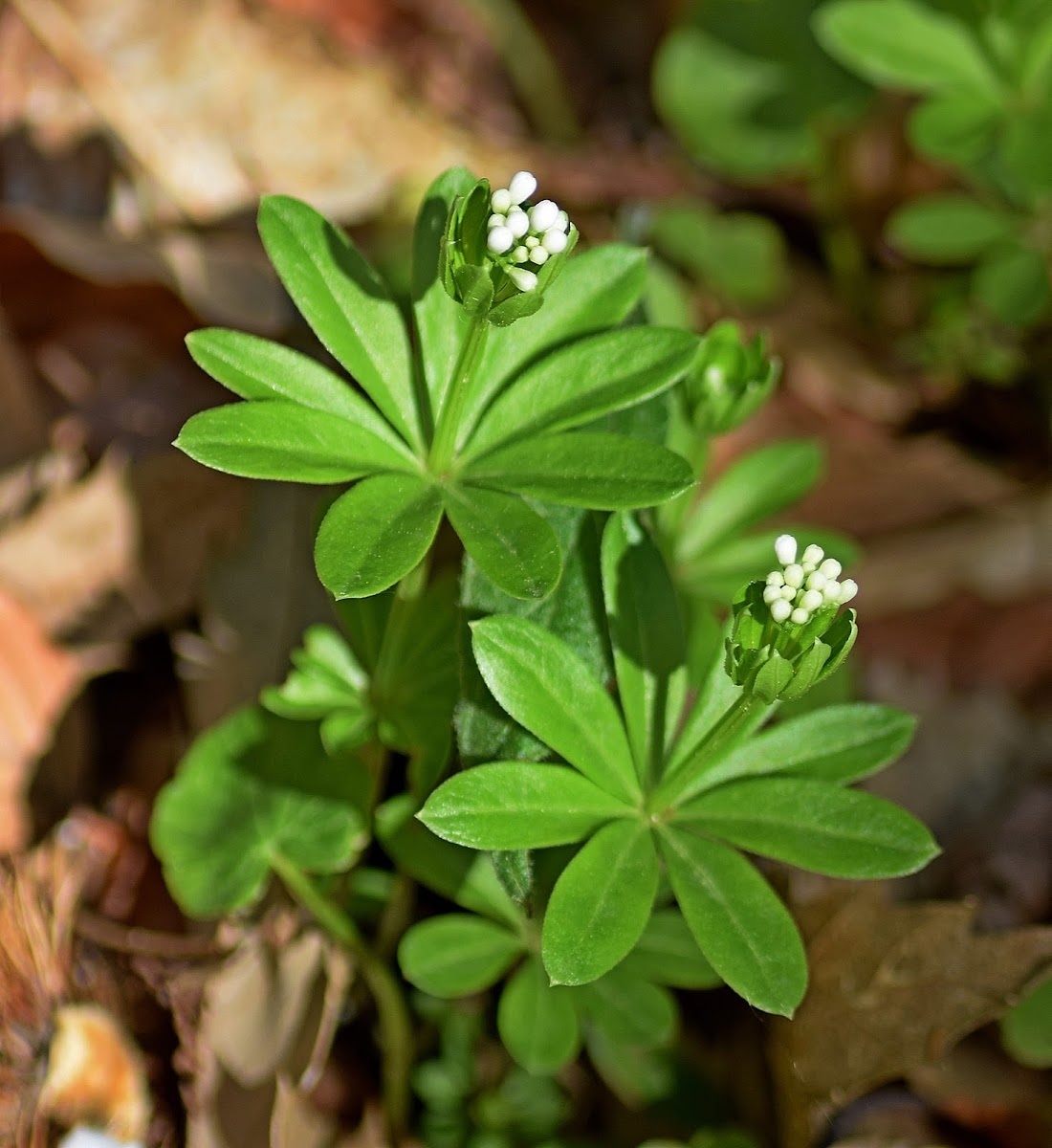 Woodruff