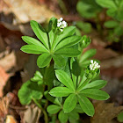 Woodruff