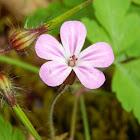 Herb Robert