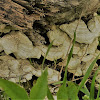 Turkey Tail Fungus