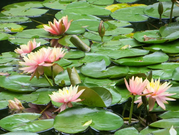 Photo: Commercial crops of lotus were growing all along the freeway outside of Shanghai