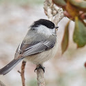 Black-capped chickadee