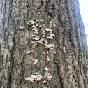 Resinous Polypore