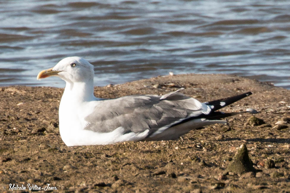 Yellow-legged Gull