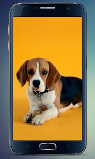 How to mod Beagle Puppy Live Wallpaper 2.0 mod apk for laptop