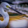 Little Egret