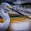 Little Egret