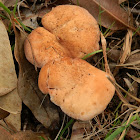 Cortinarius