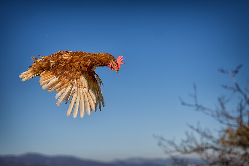 I Polli sanno volare alto di Rino Lio