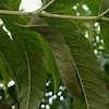 Riscus hawkmoth caterpillar