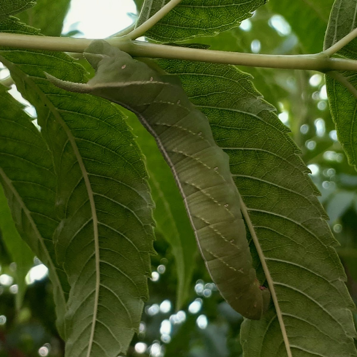 Riscus hawkmoth caterpillar