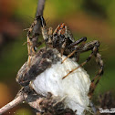 Western Lynx Spider