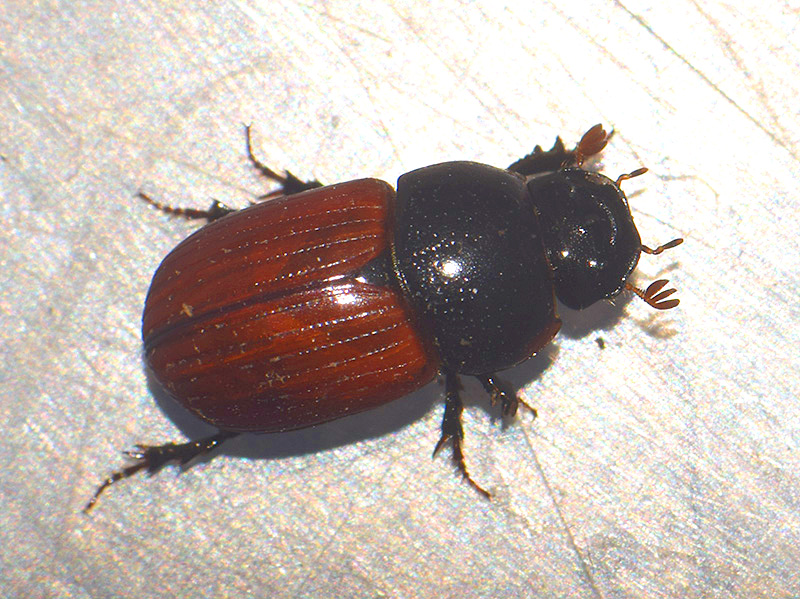 Aphodius fimetarius