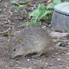 Hispid Cotton Rat