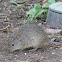 Hispid Cotton Rat