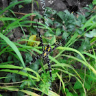 Hawaiian Garden Spider