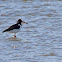 Eurasian Oystercatcher