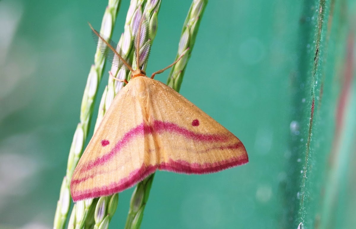 Chickweed Geometer (male)