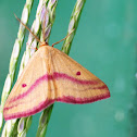 Chickweed Geometer (male)