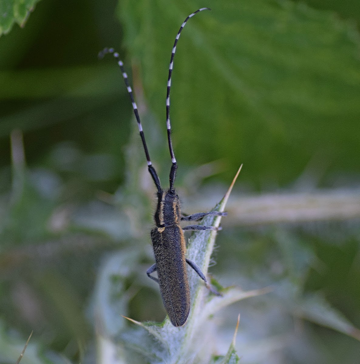 Flat Faced Longhorn Beetle