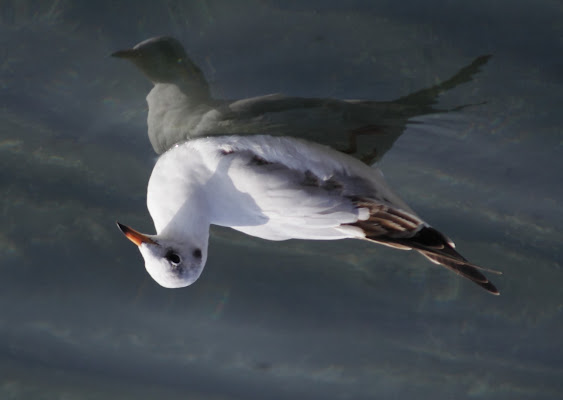 Riflesso di un gabbiano di Avigliante