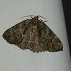 Tantoon Moth - male