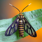 Amata Wasp Moth