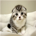 cat Scottish Fold Themes & New Tab