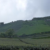 碧湖山觀光茶園