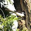 Oriental magpie-robin ( feeding)