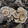 Turkey Tail Mushroom