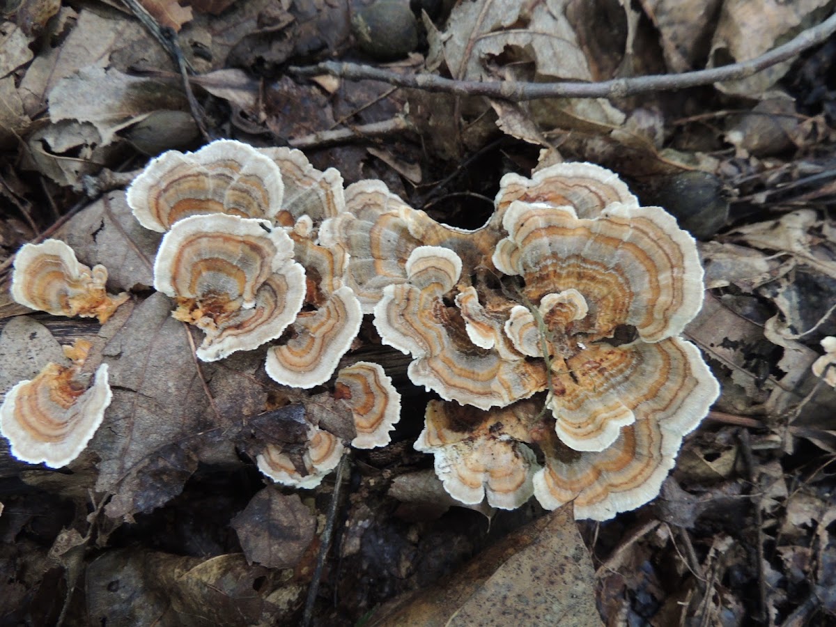 Turkey Tail Mushroom