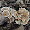 Turkey Tail Mushroom