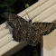 Tulip-tree Beauty Moth