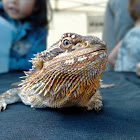 Bearded dragon