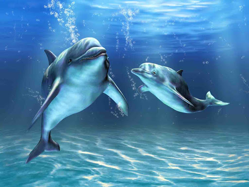 Dolphin Wallpaper