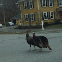 Wild Turkey