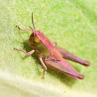 Meadow Grasshopper