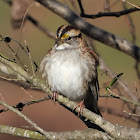 White-throated sparrow