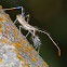 Assassin bug nymph (with prey)