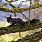 Red squirrel, Eichhörnchen