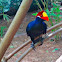 Violet Turaco