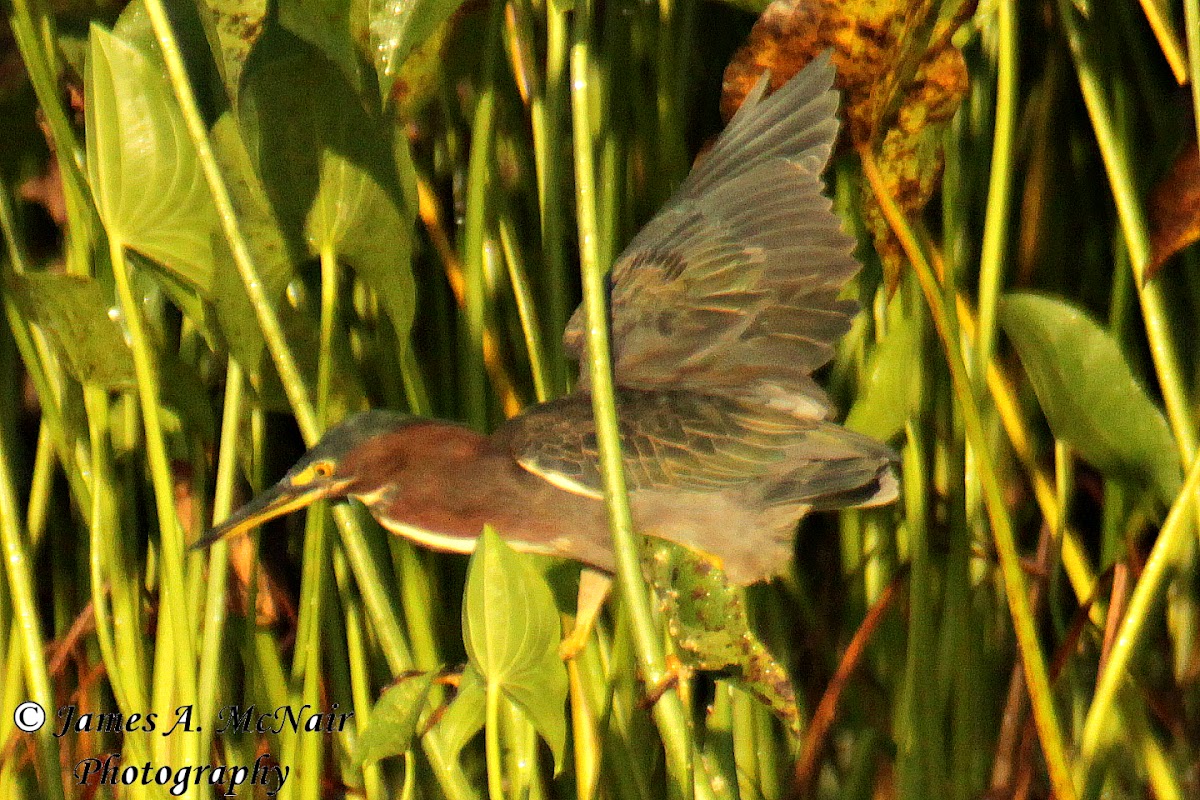 Green Heron