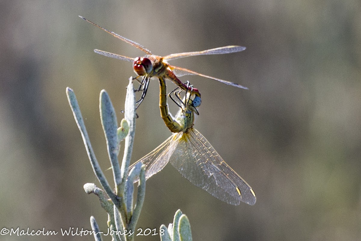 Red-veined Darter