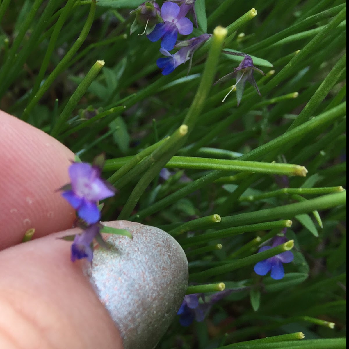 Giant Blue-eyed Mary