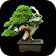 Plans Bonsai Idées icon